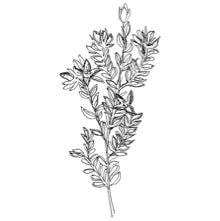 //de.davines.com/cdn/shop/t/11/assets/davines-line-finest-pigment-deco-4.jpg?v=26652696539408005481699535247