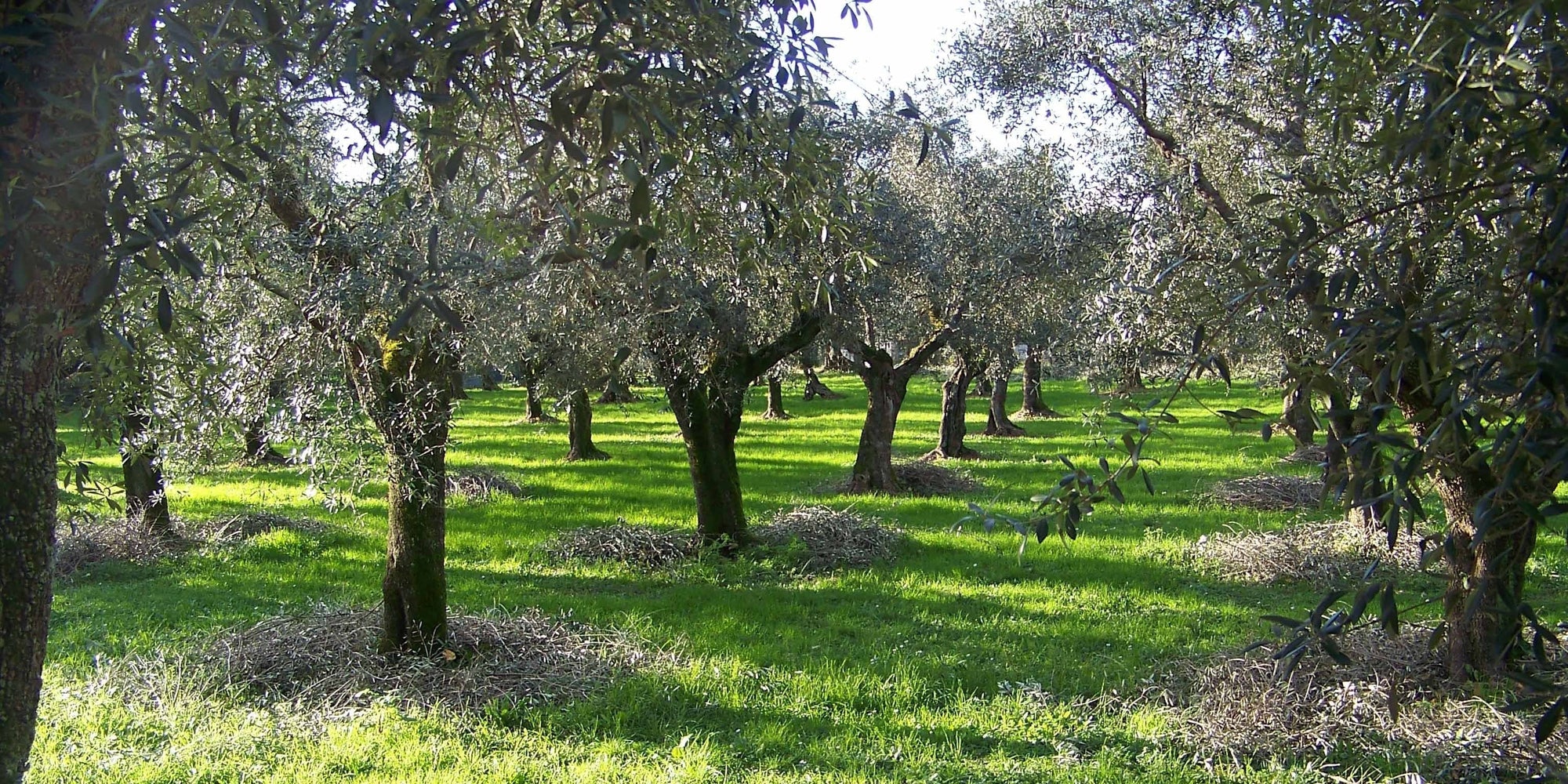 Tensid aus Olivenöl