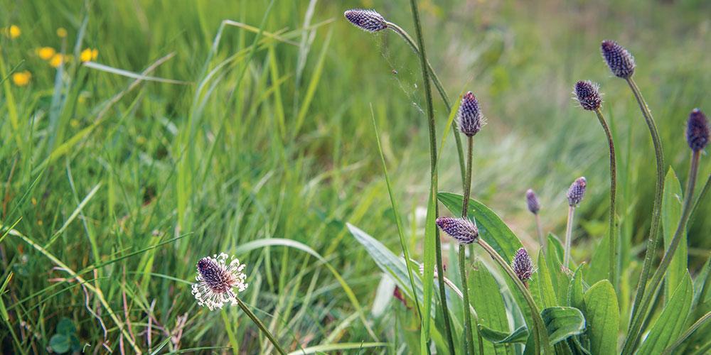 Davines Kriterium für Natürlichkeit